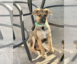 German Shepherd Dog-Unknown Mix Dogs for adoption in The Woodlands, TX, USA