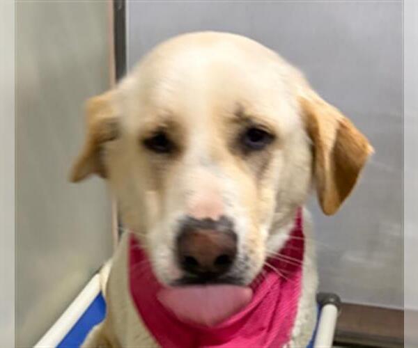 Medium Photo #1 Labrador Retriever Puppy For Sale in Bakersfield, CA, USA