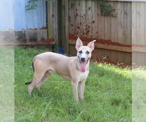 Benji - Male Basenji-Carolina Dog Mix Dog for Adoption - Photo #3