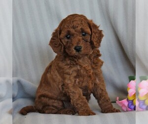 Poodle (Miniature) Puppy for sale in NARVON, PA, USA