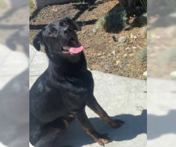 Medium Photo #1 German Shepherd Dog-Unknown Mix Puppy For Sale in Tracy, CA, USA