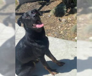 German Shepherd Dog-Unknown Mix Dogs for adoption in Tracy, CA, USA