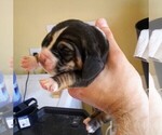 Small Photo #27 Basset Hound Puppy For Sale in PETERSBURG, IN, USA