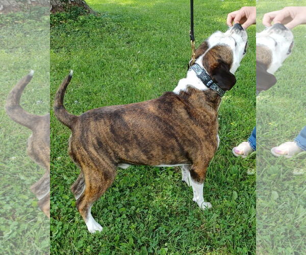 Medium Photo #6 American Pit Bull Terrier-Unknown Mix Puppy For Sale in Germantown, OH, USA
