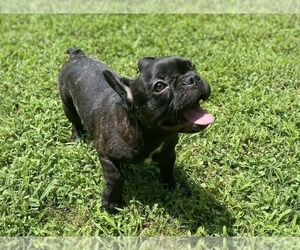 French Bulldog Puppy for sale in NEWNAN, GA, USA