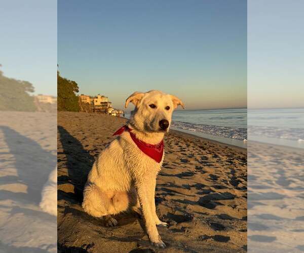 Medium Photo #4 Labrenees Puppy For Sale in Bountiful, UT, USA