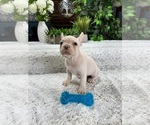 Small #2 French Bulldog