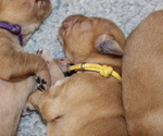 Puppy Yellow Golden Retriever