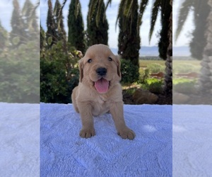 Golden Retriever Puppy for sale in GREENFIELD, CA, USA