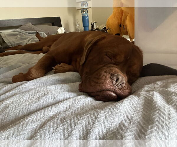 Medium Photo #2 Dogue de Bordeaux Puppy For Sale in Goodyear, AZ, USA