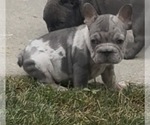 Small #8 French Bulldog