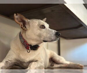 Yo-Yo - Male Mutt Dog for Adoption - Photo #6