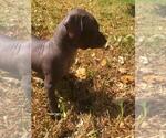 Small Photo #5 Xoloitzcuintli (Mexican Hairless) Puppy For Sale in BOX CANYON, CA, USA
