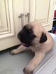 Small Photo #1 Mastiff Puppy For Sale in GULF BREEZE, FL, USA