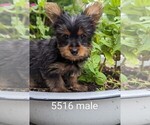 Small Photo #1 Yorkshire Terrier Puppy For Sale in CLARE, IL, USA