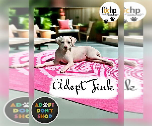 Medium Photo #2 Chihuahua-Poodle (Toy) Mix Puppy For Sale in Menifee, CA, USA