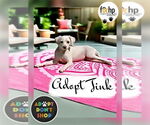 Small #1 Chihuahua-Poodle (Toy) Mix