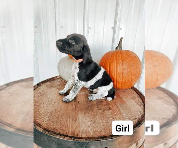 Medium Photo #6 German Shorthaired Pointer Puppy For Sale in NORWAY, SC, USA
