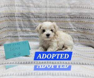 Maltipoo Puppy for sale in BROOKFIELD, MO, USA