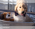 Puppy Rusty Goldendoodle (Miniature)