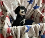 Small #1 Australian Labradoodle-Bernedoodle Mix