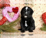 Puppy Velma Bernese Mountain Dog-Labrador Retriever Mix