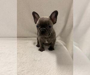 French Bulldog Puppy for sale in CHARLESTON, SC, USA