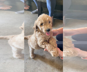 Goldendoodle Puppy for sale in HILLSBORO, VA, USA