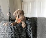 Small Photo #10 Weimaraner Puppy For Sale in FITZGERALD, GA, USA