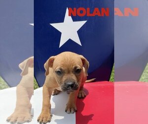 Mutt Dogs for adoption in Mexia , TX, USA
