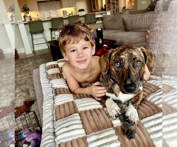 Medium Photo #1 Mutt Puppy For Sale in San Juan Capistrano, CA, USA