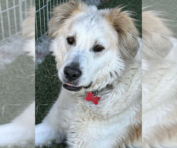 Medium Photo #7 Great Pyrenees-Unknown Mix Puppy For Sale in San Diego, CA, USA