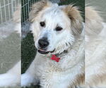 Small #6 Great Pyrenees Mix