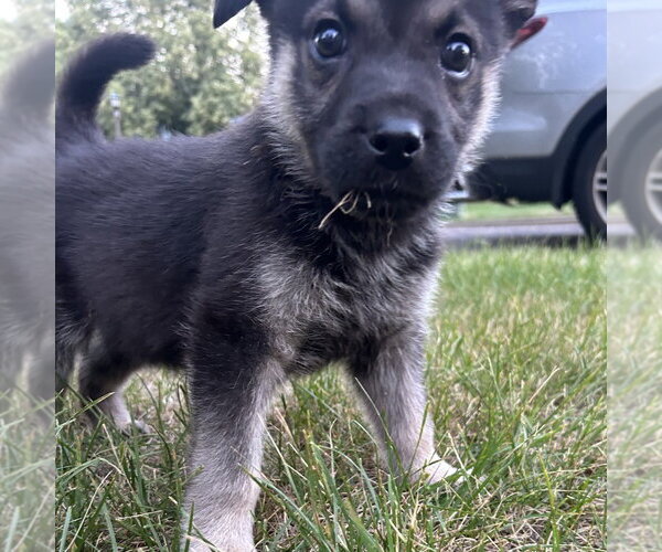 Medium Photo #3 German Shepherd Dog-Unknown Mix Puppy For Sale in Minneapolis, MN, USA