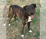 BARLEY - Male German Shepherd Dog-Unknown Mix Dog for Adoption - Small photo