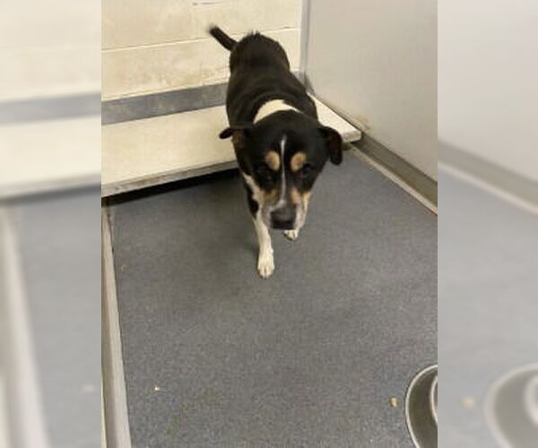 Medium Photo #1 Mutt Puppy For Sale in Glen Allen, VA, USA