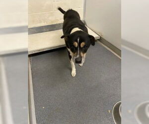 Mutt Dogs for adoption in Glen Allen, VA, USA