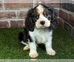 Small #8 Cavalier King Charles Spaniel