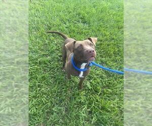 American Pit Bull Terrier Dogs for adoption in Vero Beach, FL, USA