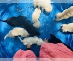 Small #6 Labrador Retriever