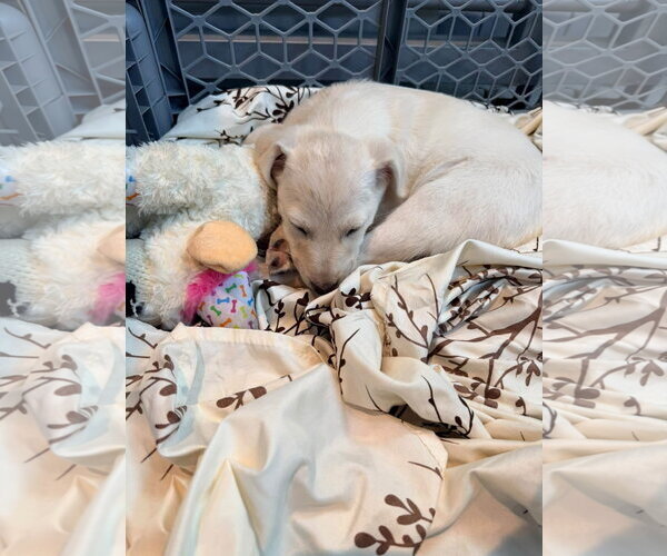 Medium Photo #3 Shepradors Puppy For Sale in New London, WI, USA