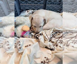 Pennie - Female Shepradors Dog for Adoption - Photo #3