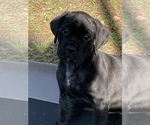 Small Photo #9 Boxador Puppy For Sale in TEMPLE TERRACE, FL, USA