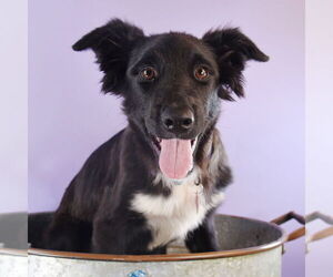 Border Collie-Pembroke Welsh Corgi Mix Dogs for adoption in Sheridan, CO, USA