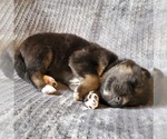 Small Photo #5 German Shepherd Dog-Siberian Husky Mix Puppy For Sale in CANISTEO, NY, USA