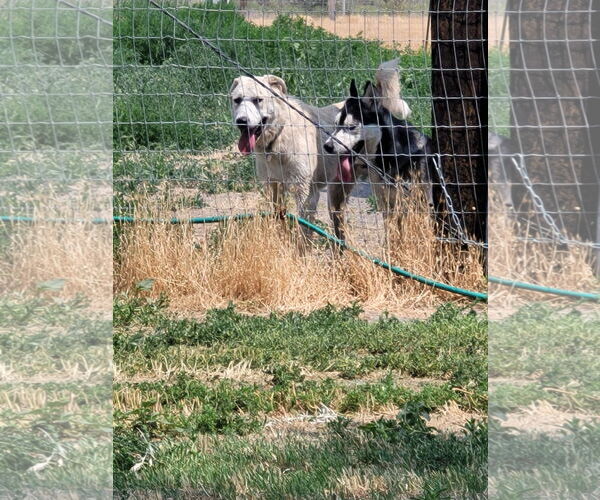 Medium Photo #2 Great Pyrenees Puppy For Sale in Bountiful, UT, USA
