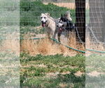 Small #1 Great Pyrenees