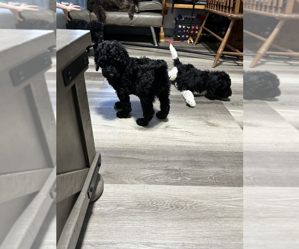 Medium Photo #4 Poodle (Standard) Puppy For Sale in CANFIELD, OH, USA