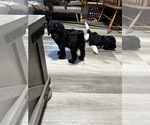 Small Photo #4 Poodle (Standard) Puppy For Sale in CANFIELD, OH, USA