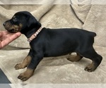 Small #15 Doberman Pinscher